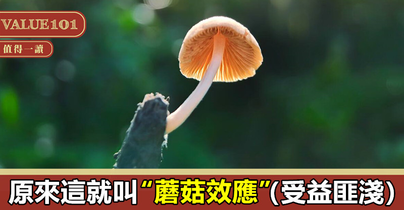 原來這就叫“蘑菇效應”(受益匪淺)