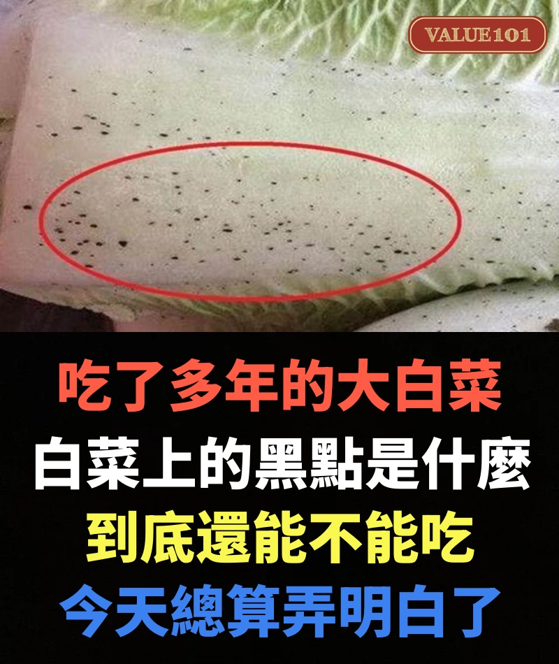 吃了多年的大白菜,白菜上的黑點是什麼?到底還能不能吃,今天總算弄明白了