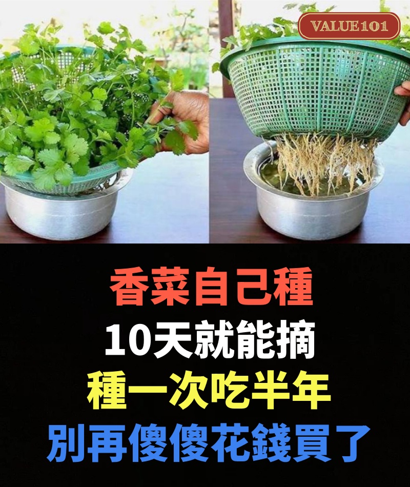 香菜自己種,10天就能摘,吃一茬冒一茬,種一次吃半年,別再傻傻花錢買了